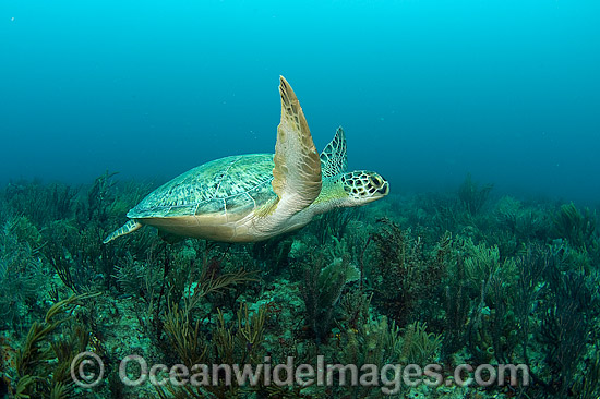 Green Sea Turtle resting on bottom photo