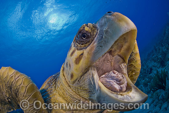 Loggerhead Turtle photo