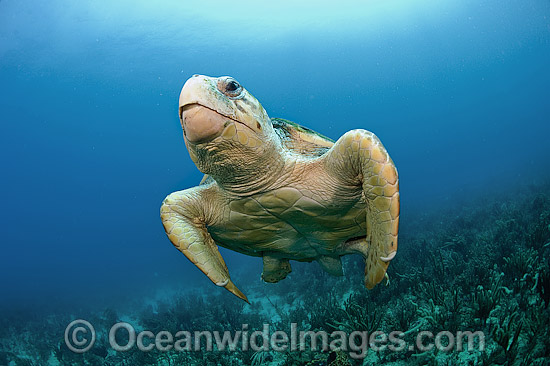 Loggerhead Sea Turtle Palm Beach photo