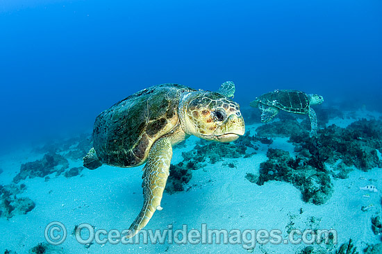 Loggerhead Turtle in Florida photo