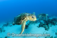 Loggerhead Turtle in Florida Photo - Michael Patrick O'Neill
