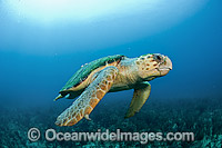 Loggerhead Turtle in Palm Beach Photo - Michael Patrick O'Neill