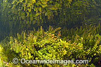 Plants in Florida Everglades Photo - Michael Patrick O'Neill