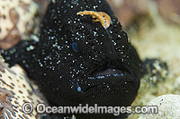 Black-phase Striated Frogfish Photo - Michael Patrick O'Neill