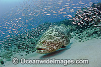 Goliath Grouper surrounded by Baitfish Photo - MIchael Patrick O'Neill