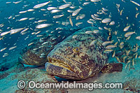 Goliath Grouper surrounded by Cigar Minnows Photo - MIchael Patrick O'Neill