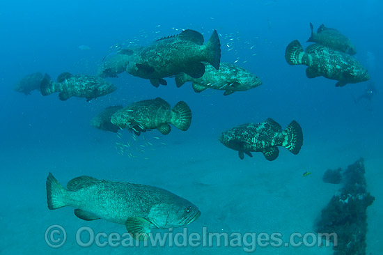 Goliath Groupers during spawning aggregation photo