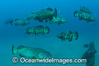 Goliath Groupers during spawning aggregation Photo - MIchael Patrick O'Neill