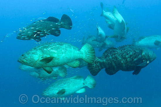 Goliath Groupers during spawning aggregation photo