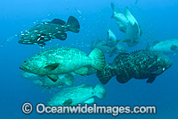 Goliath Groupers during spawning aggregation Photo - MIchael Patrick O'Neill