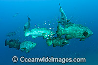 Atlantic Goliath Groupers during spawning aggregation Photo - MIchael Patrick O'Neill