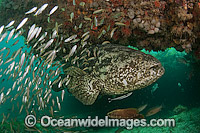 Goliath Grouper surrounded by Minnows Photo - MIchael Patrick O'Neill