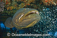 Atlantic Goliath Grouper surrounded by Minnows Photo - MIchael Patrick O'Neill