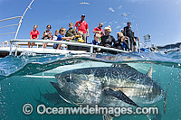 Southern Bluefin Tuna in pen Photo - Michael Patrick O'Neill