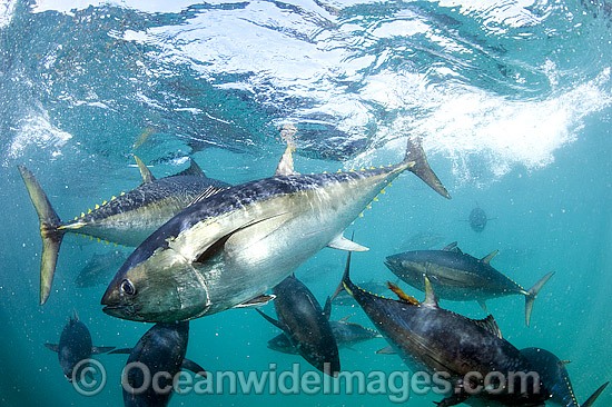 Southern Bluefin Tuna in pen photo