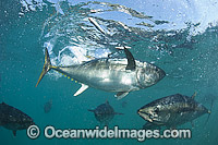 Captive Southern Bluefin Tuna Photo - Michael Patrick O'Neill