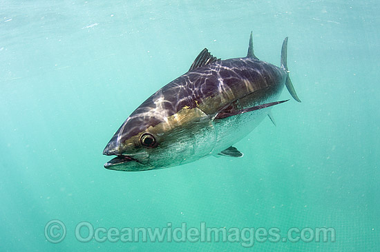Southern Bluefin Tuna in pen photo