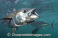 Captive Southern Bluefin Tuna Photo - Michael Patrick O'Neill