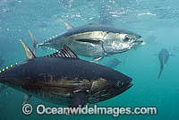 Southern Bluefin Tuna in pen Photo - Michael Patrick O'Neill