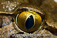 Giant Barred Frog eye Photo - Gary Bell
