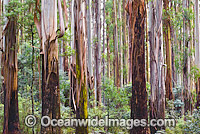 Mountain Ash Rainforest Dandenong Photo - Gary Bell