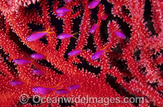 Fairy Basslets amongst Fan Coral photo