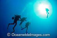 Scuba Divers doing safety stop Photo - Gary Bell