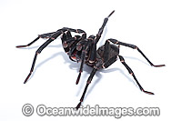 Burrowing Spider Xamiatus kia Photo - Gary Bell