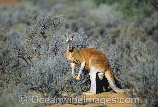 Red Kangaroo at Kinchega National Park photo