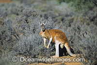Red Kangaroo at Kinchega National Park Photo - Gary Bell