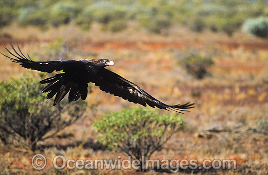 Wedge-tailed Eagle in flight photo