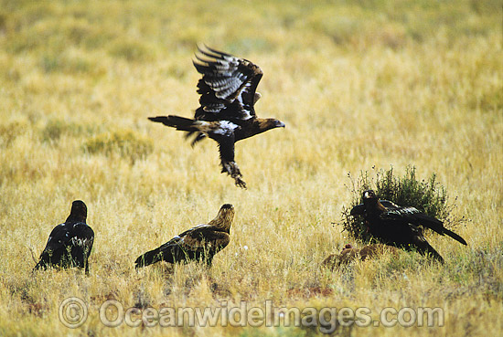 Wedge-tailed Eagle feeding on carcass photo