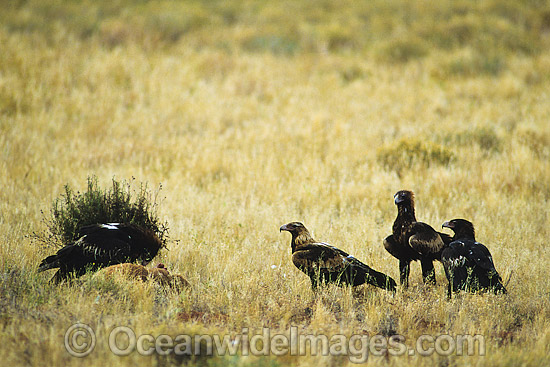 Wedge-tailed Eagle and Ravens feeding on Kangaroo carcass photo