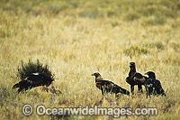 Wedge-tailed Eagle and Ravens feeding on Kangaroo carcass Photo - Gary Bell