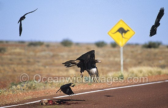Wedge-tailed Eagle and Ravens feeding on roadkill photo