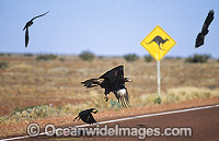 Wedge-tailed Eagle and Ravens feeding on roadkill Photo - Gary Bell