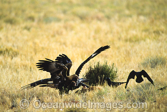Wedge-tailed Eagle and Ravens feeding on carcass photo
