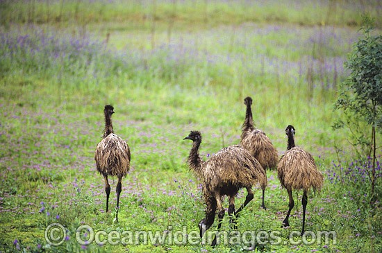Flock of Emus photo