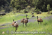 Flock of Emus in Australia Photo - Gary Bell