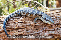 Eastern Blue-tongue Lizard Photo - Gary Bell