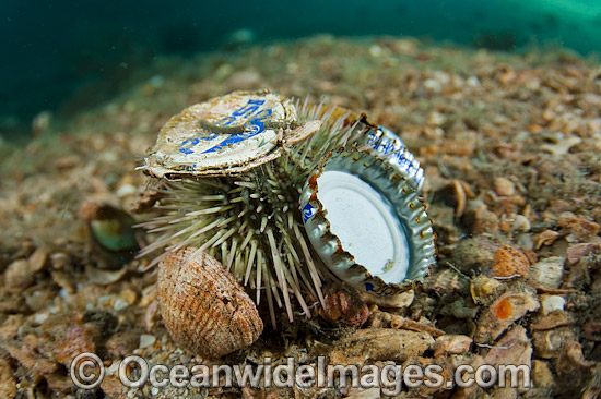 Sea Urchin with rubbish attached photo