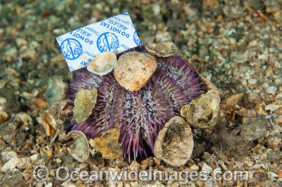 Sea Urchin with rubbish attached photo