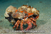 Bar-Eyed Hermit Crab with sea Anemones Photo - Michael Patrick O'Neill