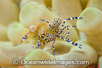 Cleaner Shrimp on Sea Anemone Photo - Michael Patrick O'Neill