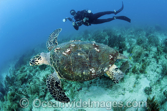 Scuba Diver and Hawksbill Turtle photo