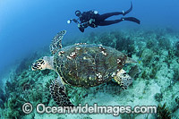 Scuba Diver and Hawksbill Turtle Photo - Michael Patrick O'Neill
