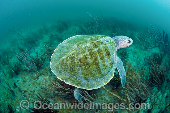 Kemp's Ridley Turtle Florida photo