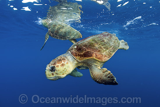 Loggerhead Sea Turtle male and female photo