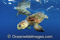 Loggerhead Sea Turtle male and female Photo - Michael Patrick O'Neill