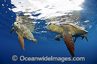 Loggerhead Sea Turtle male and female Photo - Michael Patrick O'Neill